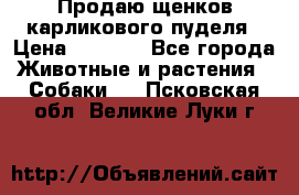 Продаю щенков карликового пуделя › Цена ­ 2 000 - Все города Животные и растения » Собаки   . Псковская обл.,Великие Луки г.